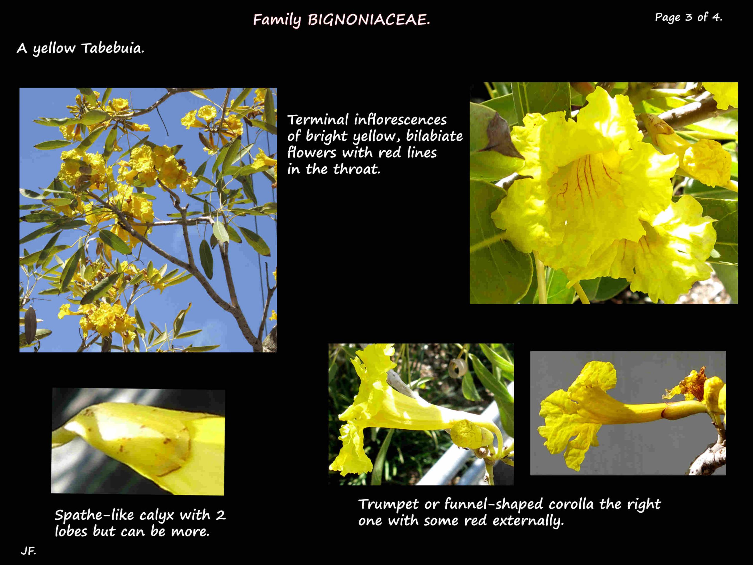 3 Yellow Tabebuia flowers